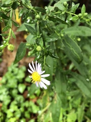 Symphyotrichum lanceolatum
