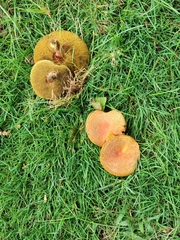 Xerocomellus chrysenteron