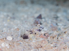 Tomiyamichthys latruncularius