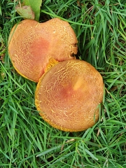 Xerocomellus chrysenteron