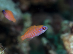 Paracheilinus octotaenia