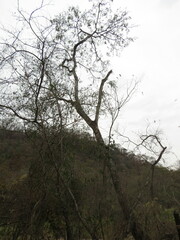 Anadenanthera colubrina