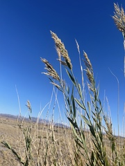 Phragmites australis americanus