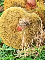 Xerocomellus chrysenteron