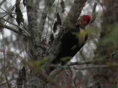 Campephilus leucopogon