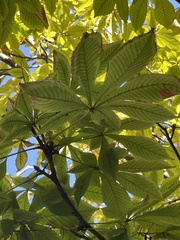 Aesculus hippocastanum