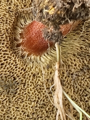 Xerocomellus chrysenteron