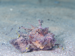 Inimicus filamentosus