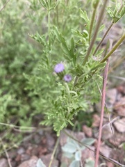 Conoclinium dissectum