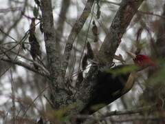 Campephilus leucopogon