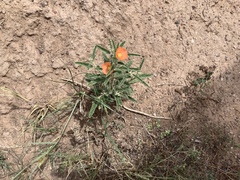 Sphaeralcea hastulata