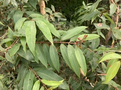 Cratoxylum cochinchinense