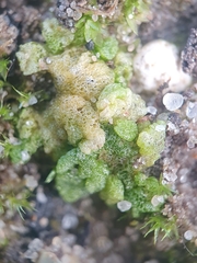 Riccia cavernosa