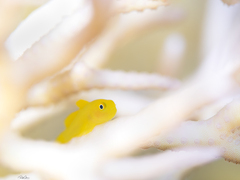 Paragobiodon xanthosoma