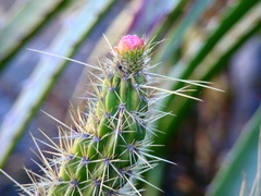 Corryocactus erectus