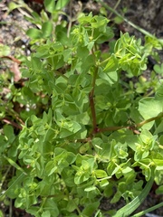 Euphorbia peplus