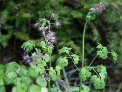 Thalictrum occidentale