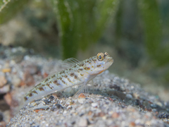 Vanderhorstia delagoae