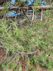 Juniperus osteosperma