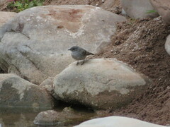 Serpophaga nigricans