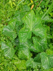 Caladium bicolor