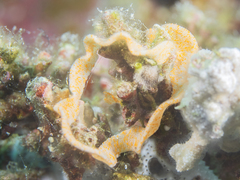 Nudibranchia