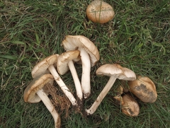 Megacollybia rodmanii