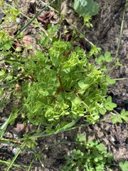 Euphorbia peplus
