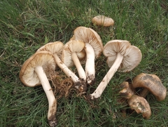 Megacollybia rodmanii