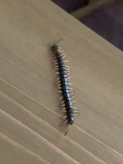 Hemiscolopendra marginata