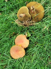 Hortiboletus rubellus
