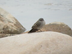 Serpophaga nigricans