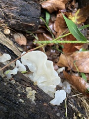 Tremella fuciformis