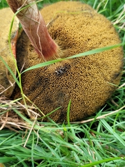 Hortiboletus rubellus