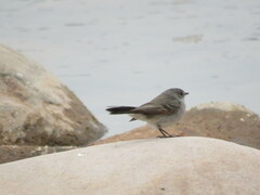 Serpophaga nigricans