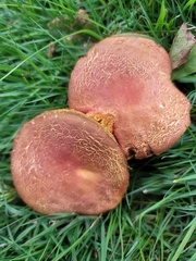 Hortiboletus rubellus
