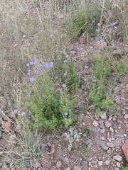 Conoclinium dissectum