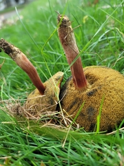 Hortiboletus rubellus