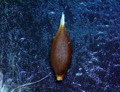 Digitaria californica