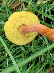 Hortiboletus rubellus
