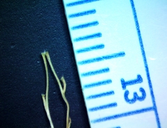 Digitaria californica