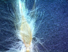 Digitaria californica