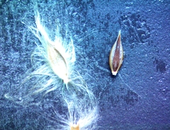 Digitaria californica