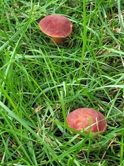 Hortiboletus rubellus