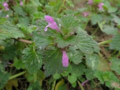 Lamium hybridum