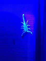 Paravaejovis spinigerus