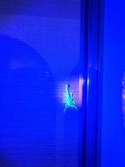 Paravaejovis spinigerus