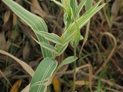 Phalaris arundinacea picta