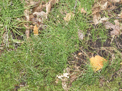 Equisetum scirpoides