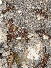Aphaenogaster fulva
